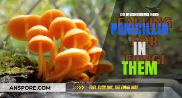 Do Mushrooms Contain Penicillin? Unveiling the Fungal Antibiotic Mystery