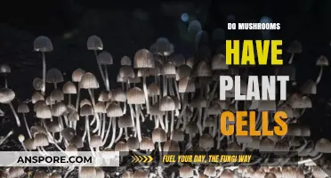 Mushrooms: Plant Cells or Not?