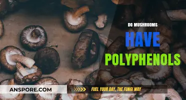 Mushrooms: A Rich Source of Polyphenols?