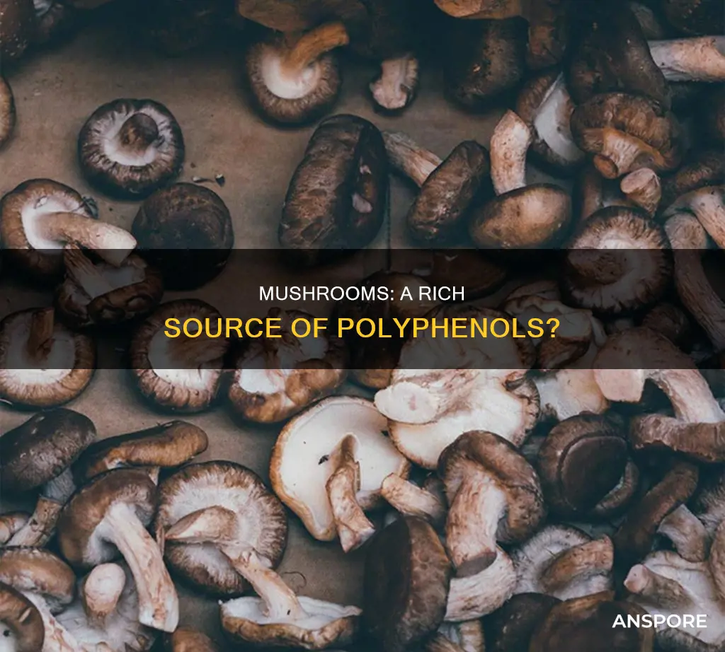 do mushrooms have polyphenols