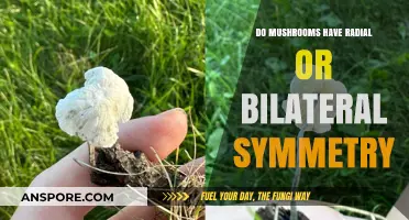 Mushrooms' Symmetry: Radial or Bilateral? Unveiling Fungal Structure Secrets