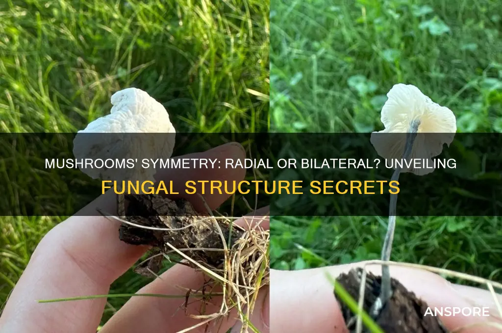 do mushrooms have radial or bilateral symmetry
