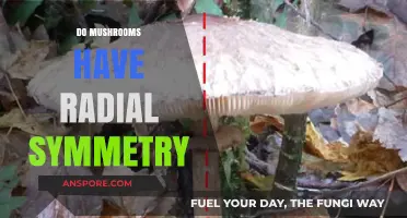 Mushroom Mystery: Unveiling Radial Symmetry in Fungi