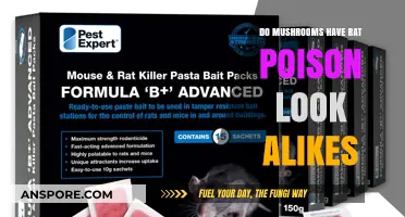 Mushrooms vs. Rat Poison: Identifying Deadly Look-Alikes in Nature