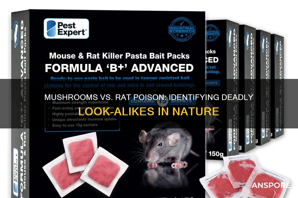 do mushrooms have rat poison look alikes