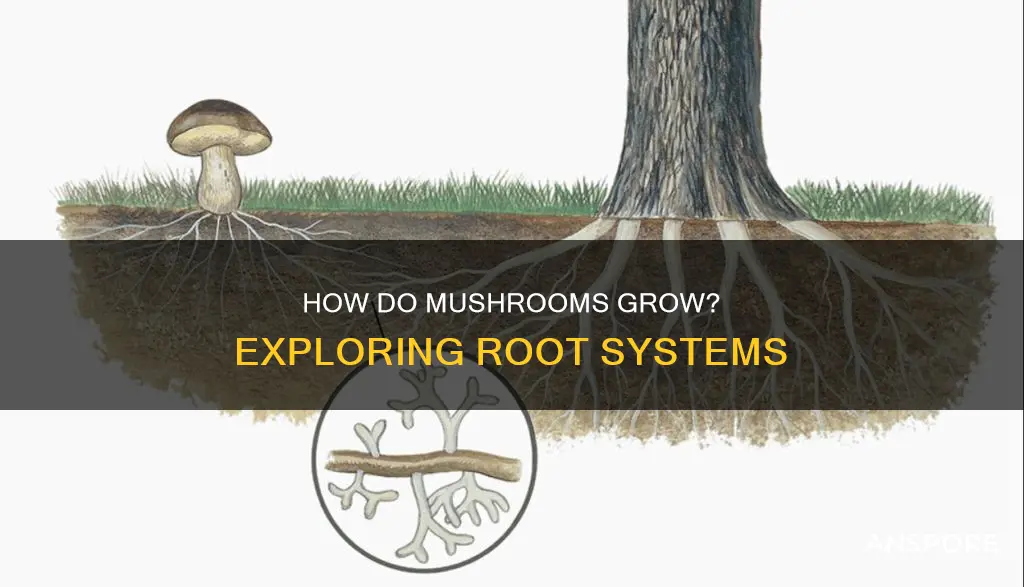 do mushrooms have roots wikipedia