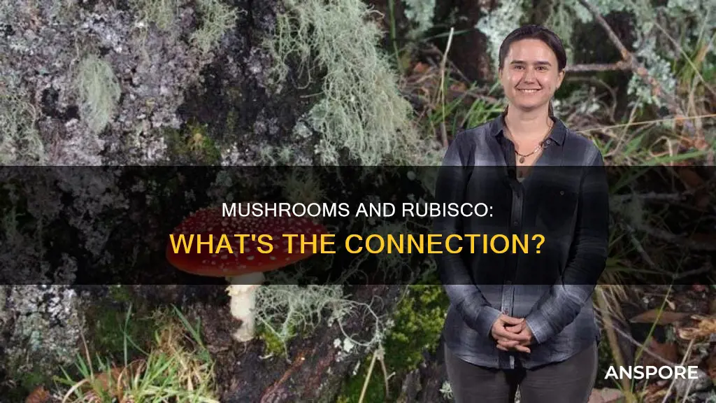 do mushrooms have rubisco