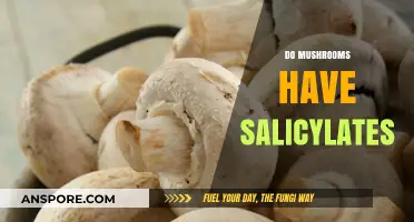 Mushrooms and Salicylates: What You Need to Know