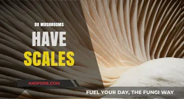 Mushroom Mysteries: Scales or Not?