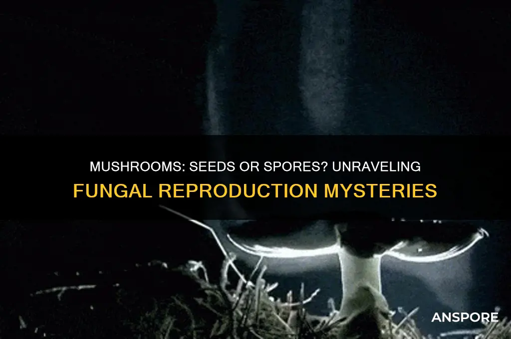 do mushrooms have seeds or spores