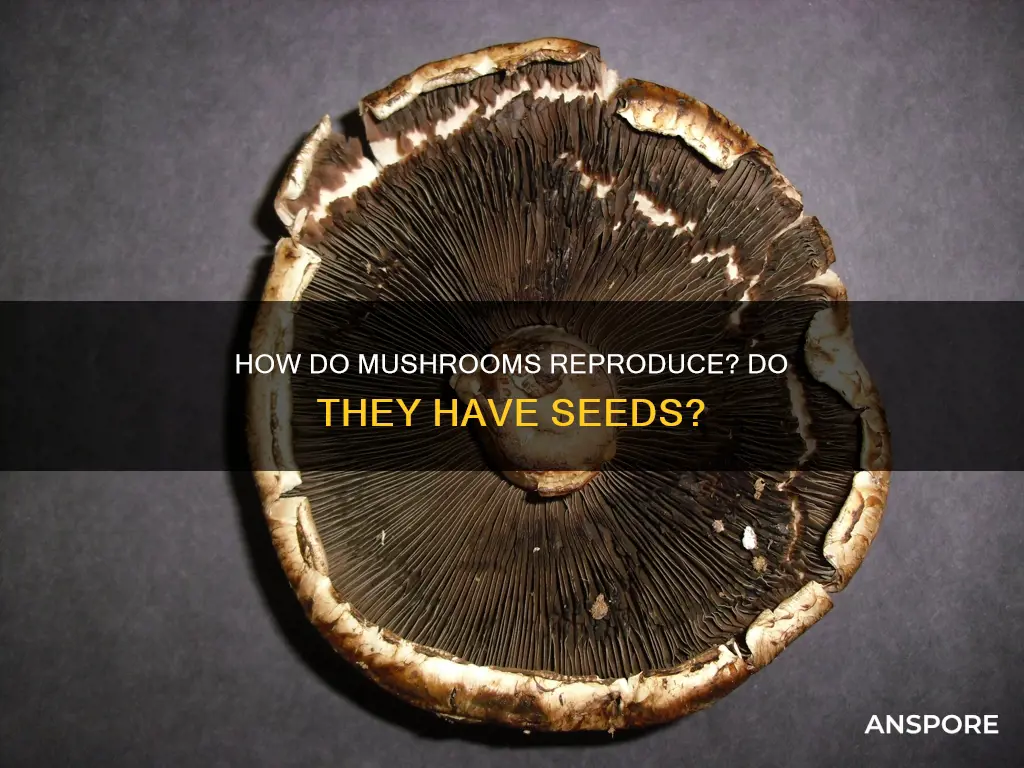 do mushrooms have seeds