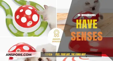 Mushrooms' Sensory Abilities: Nature's Sixth Sense?