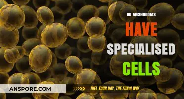 Mushroom Cells: Specialized Functions and Unique Characteristics