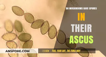 Do Mushrooms Contain Spores in Their Ascus? Unveiling Fungal Secrets