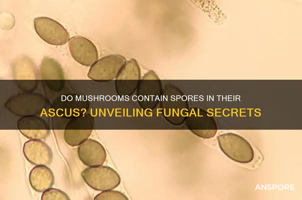 do mushrooms have spores in their ascus
