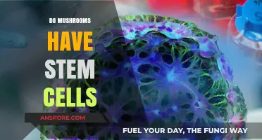 Mushroom Stem Cells: A Scientific Mystery