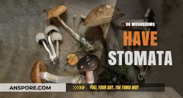 Mushroom Mystery: Do They Breathe Like Plants?