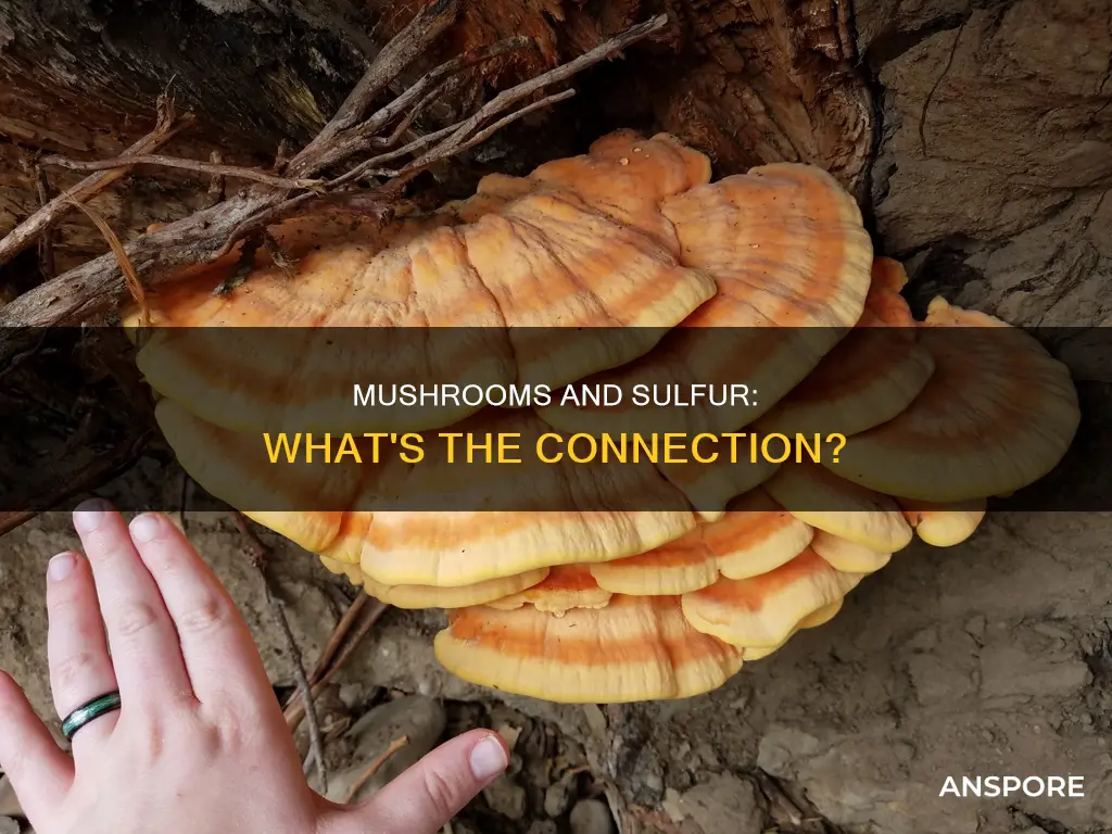 do mushrooms have sulfur