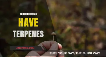 Terpenes in Mushrooms: What's the Deal?