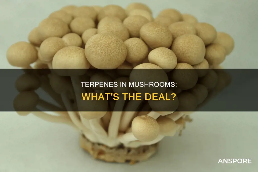 do mushrooms have terpenes