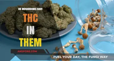 Do Mushrooms Contain THC? Debunking Common Myths and Facts