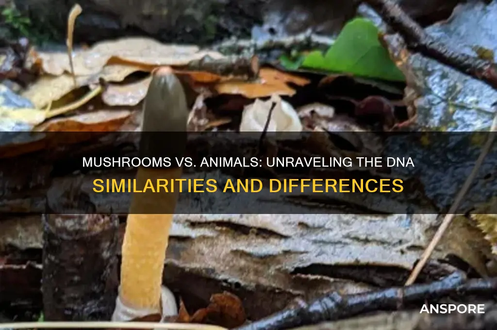 do mushrooms have the same dna as animals