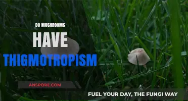 Mushrooms: Thigmotropism and the World of Fungi