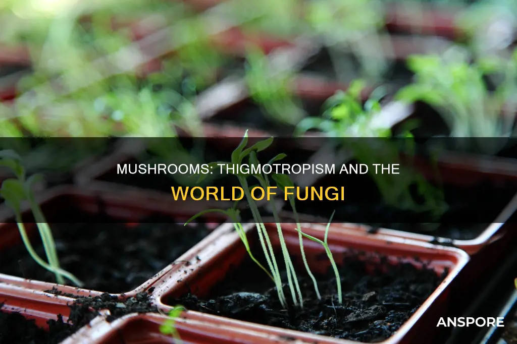 do mushrooms have thigmotropism