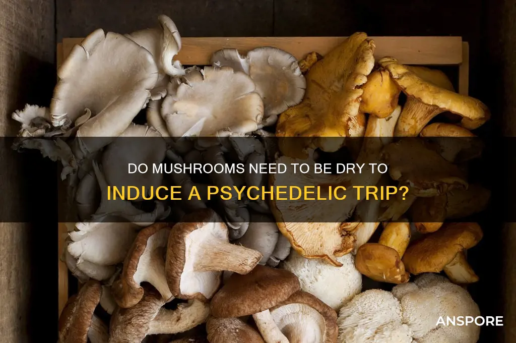 do mushrooms have to be dry to make you trip