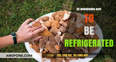 Should Mushrooms Be Refrigerated? Storage Tips for Freshness and Flavor