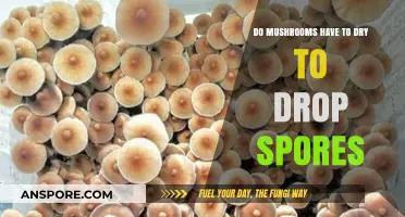 Do Mushrooms Need to Dry Out to Release Spores?
