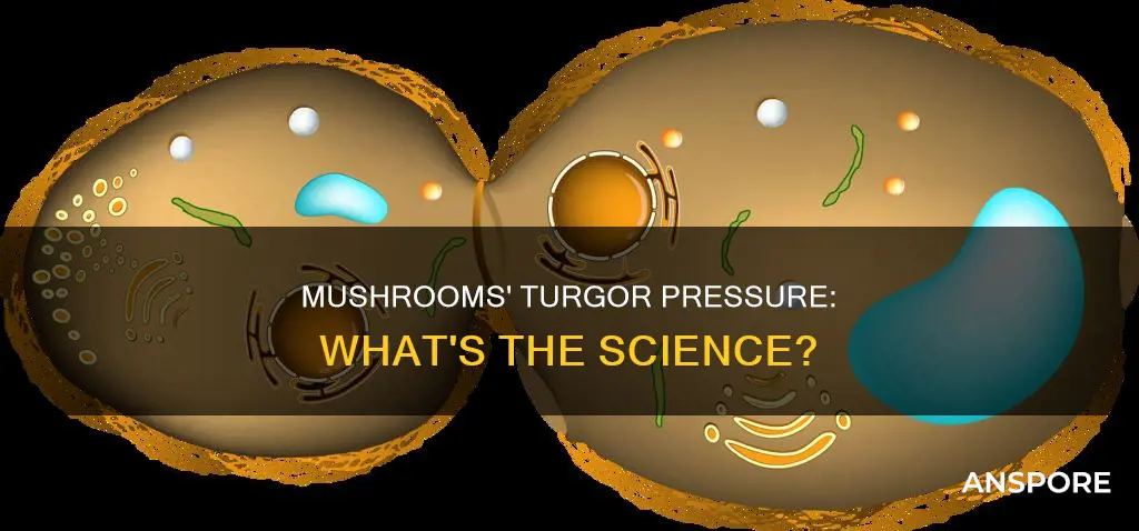 do mushrooms have turgor pressure