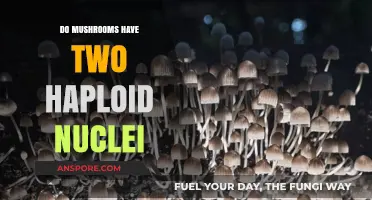Exploring Mushroom Genetics: Do Mushrooms Have Two Haploid Nuclei?