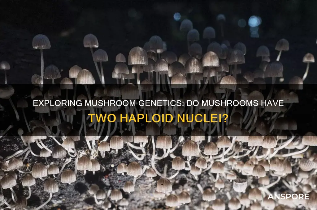 do mushrooms have two haploid nuclei
