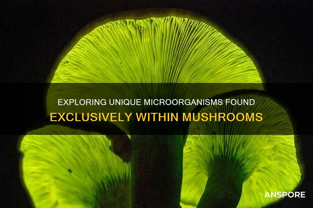 do mushrooms have unique micros in them