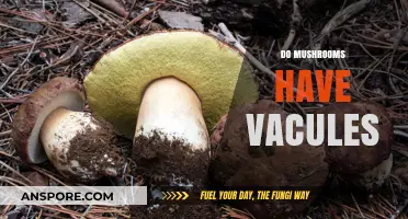 Vacuoles in Mushrooms: What's Their Function?