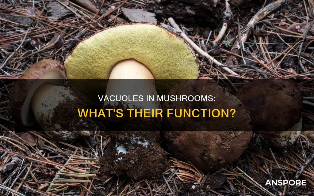 do mushrooms have vacules