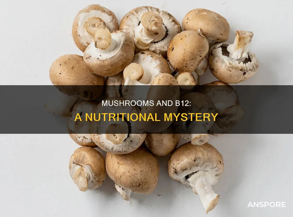 do mushrooms have vit b12