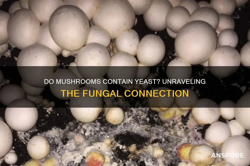 do mushrooms have yeast in them