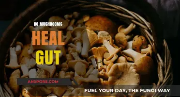 Mushrooms: Superfood for Gut Health?