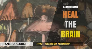 Mushroom Magic: Brain Healing Powerhouses?