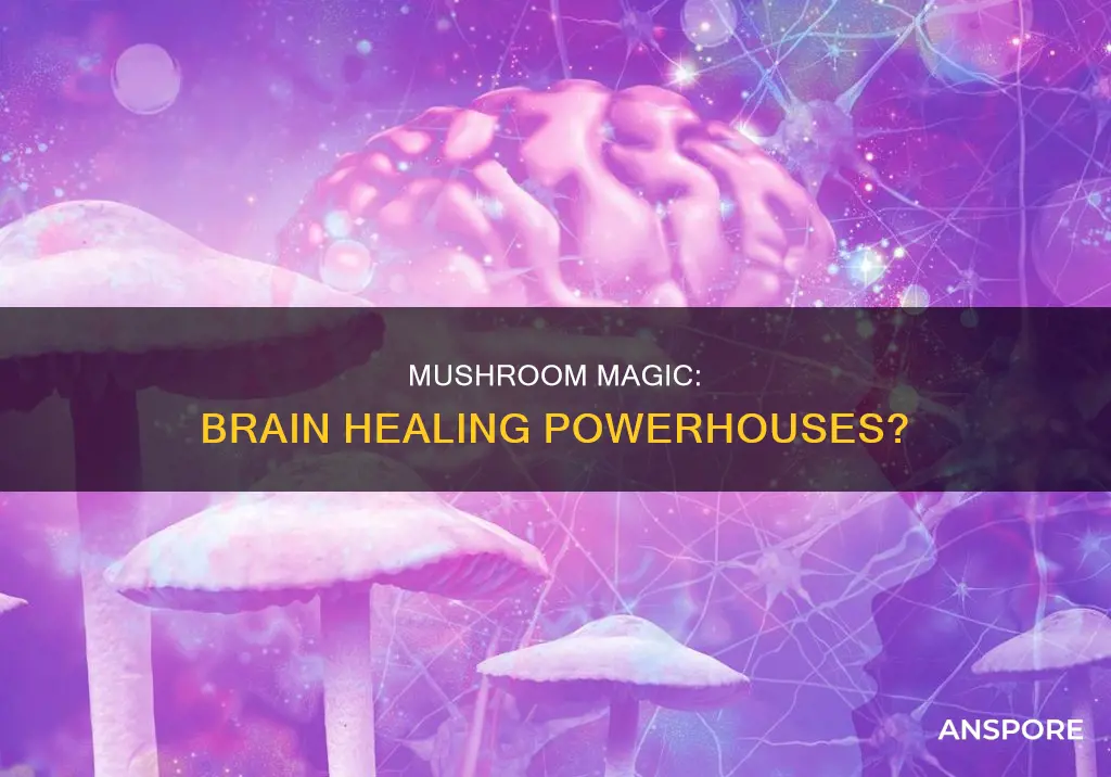 do mushrooms heal the brain