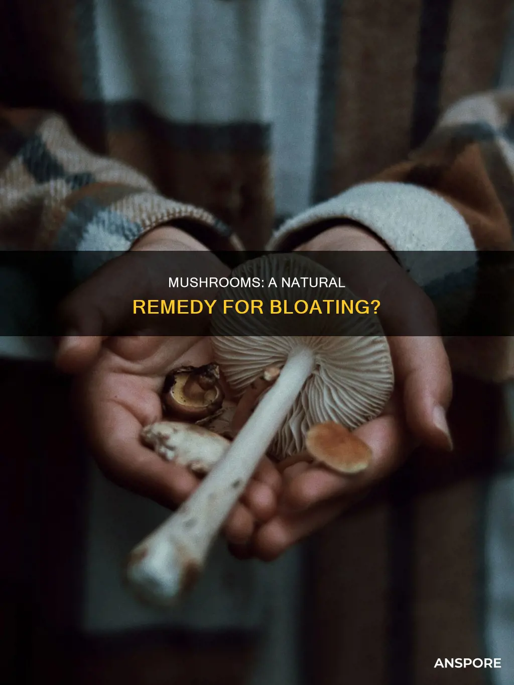 do mushrooms help bloating