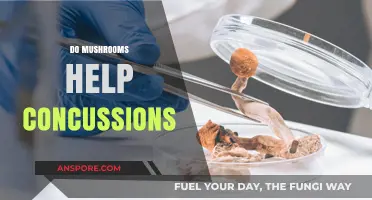 Mushrooms: Concussion Treatment?