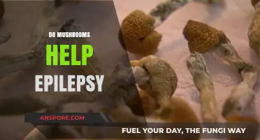 Mushrooms: A Natural Remedy for Epilepsy?