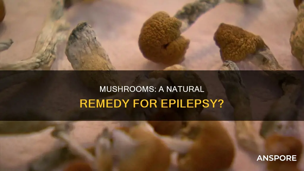 do mushrooms help epilepsy