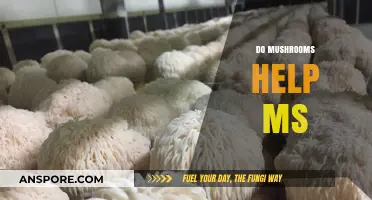 Mushrooms: A Natural Treatment for MS?