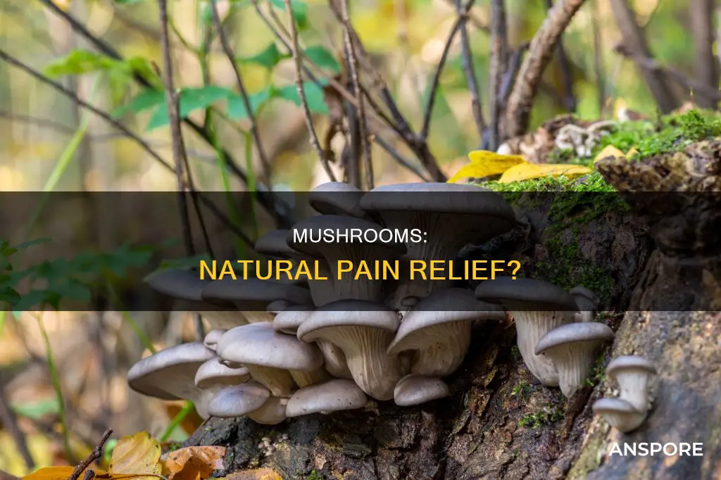 do mushrooms help pain