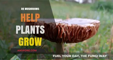 Mushrooms and Plant Growth: Unlocking Nature's Hidden Benefits