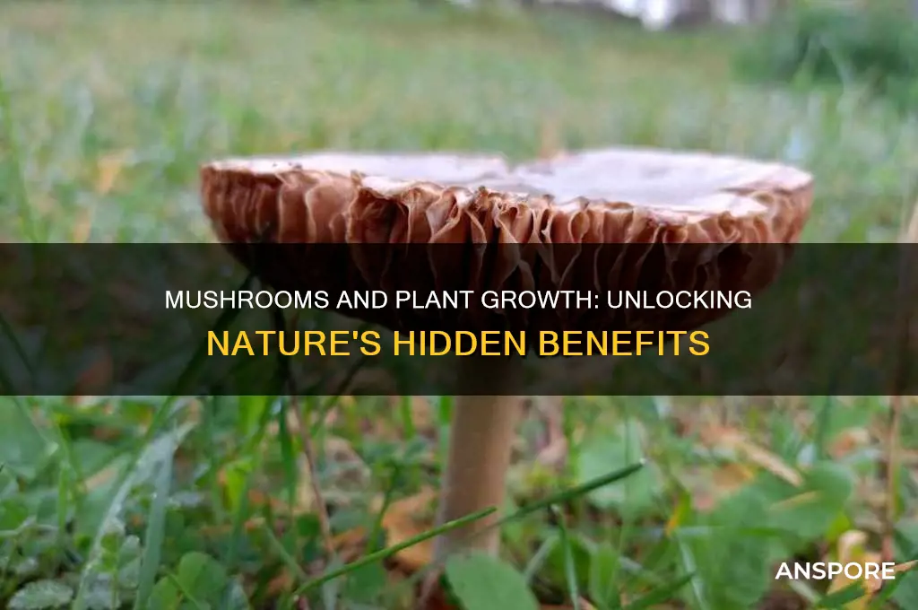 do mushrooms help plants grow